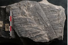 Foto (Detailansicht) von Cyatheites schlotheimii St. (NHMW-GEO-2024-0188-10829)